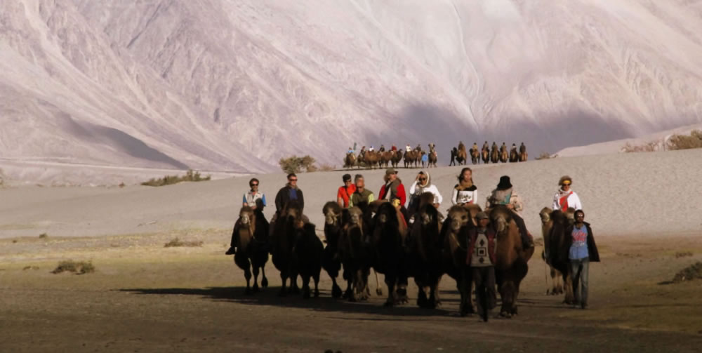 Camel ride in Leh–Ladakh India